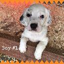 Quail Point Hunt Club & Olive Hill Kennels